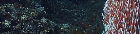 deep sea biodiversity 