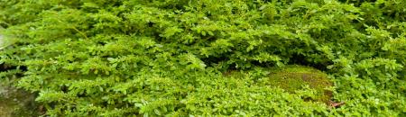 absorption green landscape