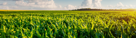 field of young corn plants