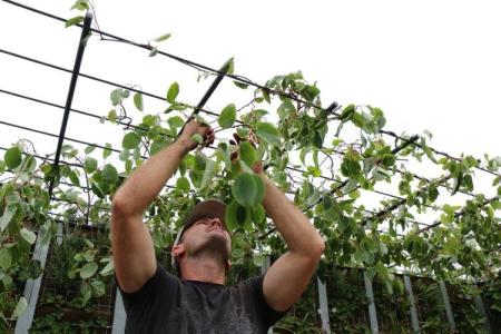 man planting on overhead planter