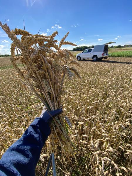 harvested wheat held in wheat field with blue skies