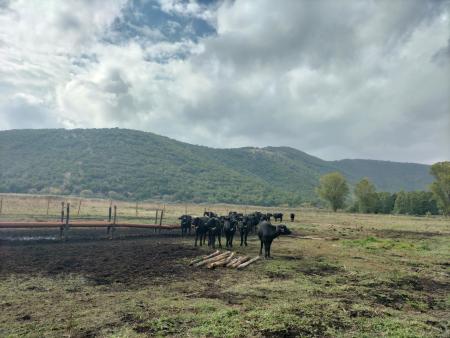 Greece - Livestock grazing