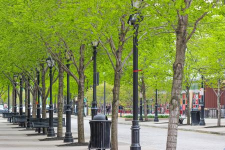 Street trees