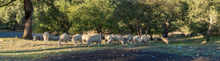 dryad banner - sheep in field