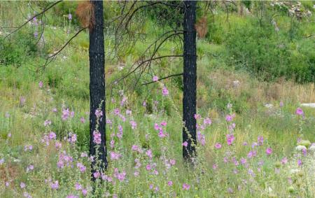 Forest ecosystem after forest fire