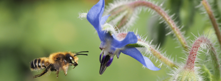 bee flying towards purple flower
