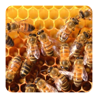 task force 4 - bees on honey comb