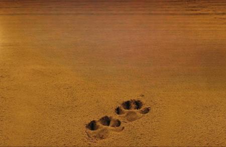 Wildlife Tracking for Connection