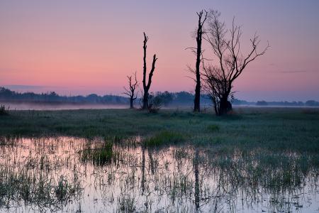 Wetland landscape on a pink sunset