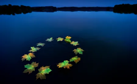 Leaves in water in form of EU stars