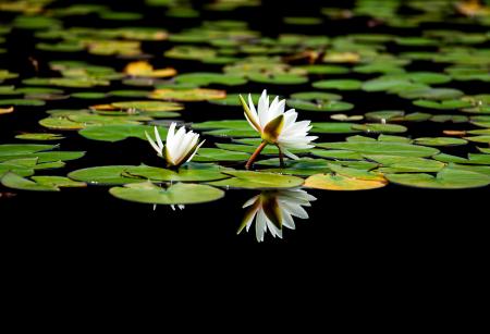 Lotus flowers