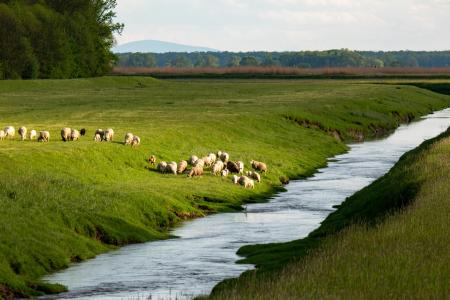 Sheep by the river 