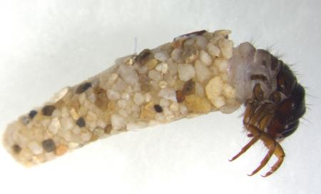 sterix caddisfly larvae case
