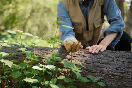 person leaning on fallen tree trunk touching green leaves growing from the ground