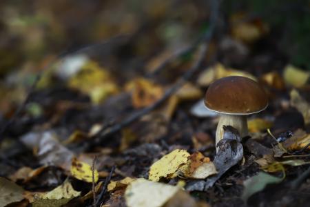 macro mushroom on brown and yellow leaves
