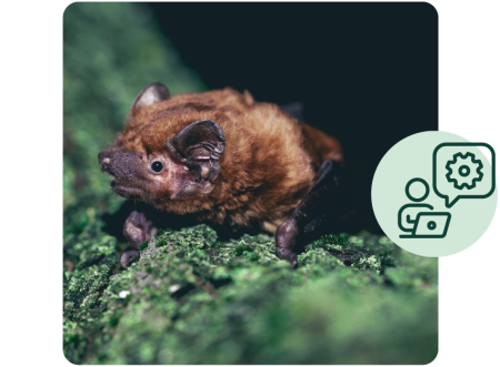 how to use the tool box icon with small animal on tree trunk