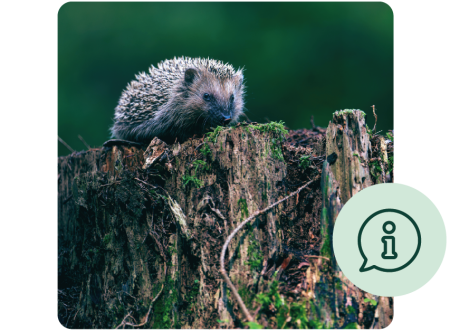 information icon with hedgehog on the tree trunk
