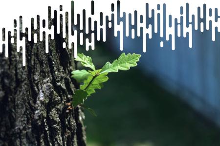 Leaves growing from a tree trunk