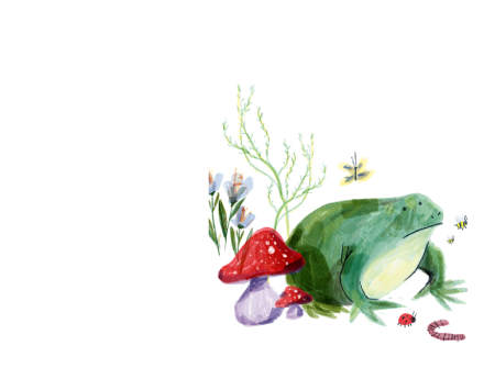 Frog sat by toadstool - fun colourful illstration