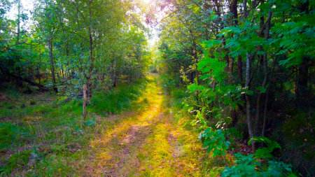 Sunlight filtering through a green woodland path.