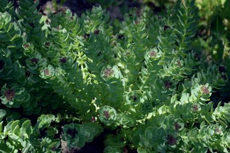 Green seaweed. 