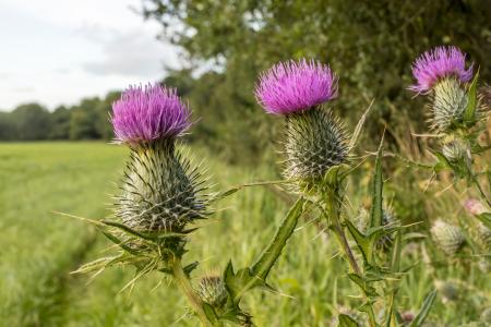Scottish Thistles with purple flowers and spiky leaves growing at edge of a farm hay field with clouds in a blue sky