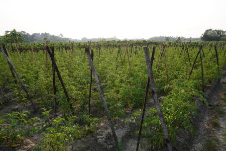 vineyard