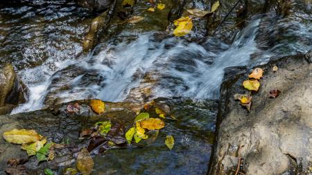 Fast-flowing water runs over rocks with scattered yellow leaves, forming a refreshing stream scene within a tropical forest environment.