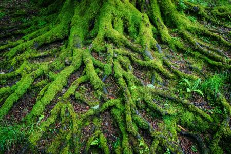 tree roots covered in bright green moss 