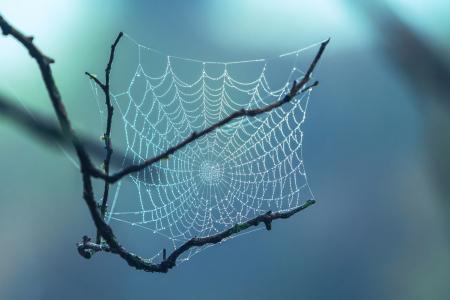 Dew on a spider web