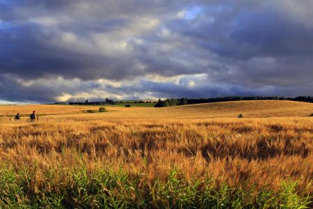 Agricultural land in Scotland.
