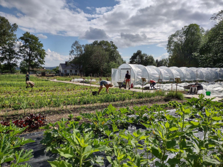 People cultivating mixed crops in a small holding with a large polytunnel. 