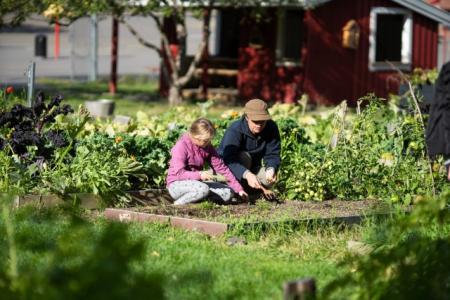 An adult and a child cultivating a raised bed, they are surrounded by crops.