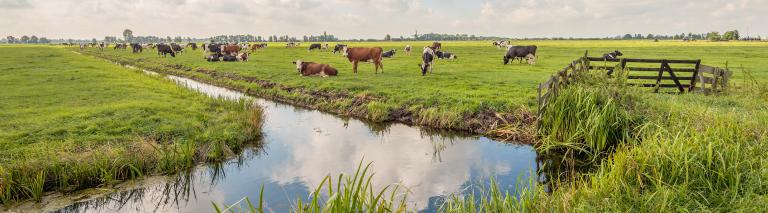 cows on field next to river