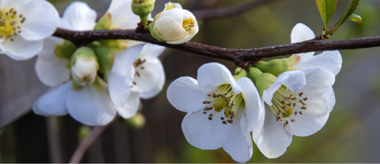 flowers - white flowers with yellow centre - budding and flowered