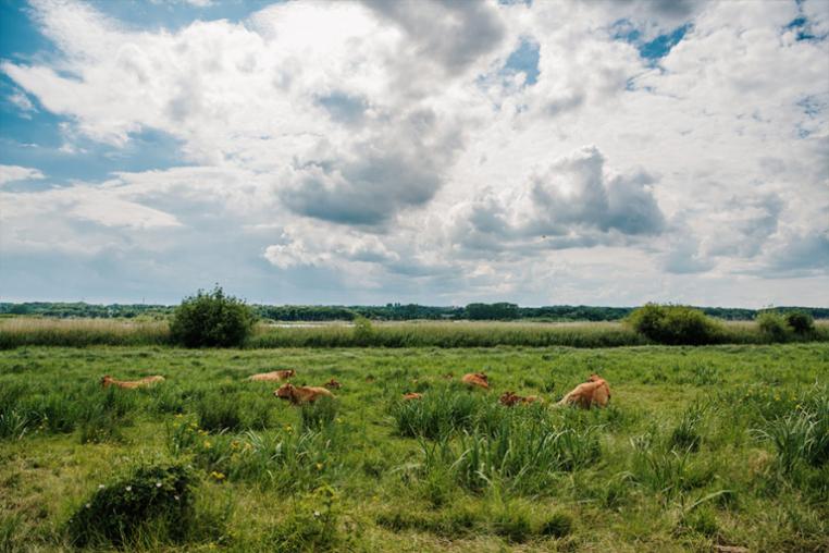 Field in denmark
