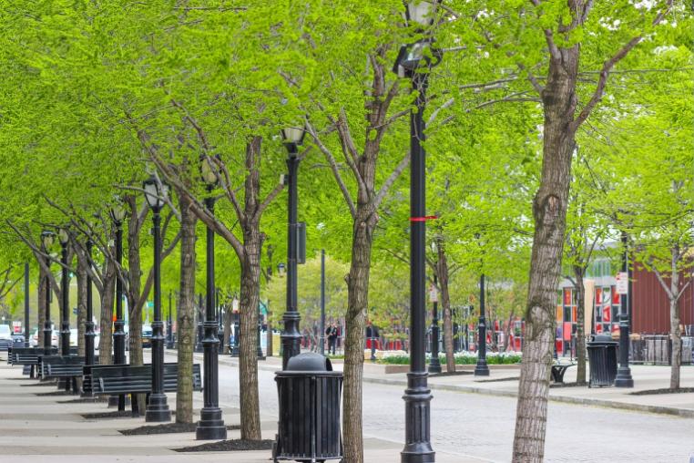 Street trees