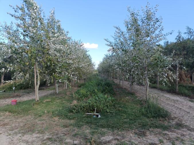 Forested Infiltration Area in Arborea (Italy) comprising young trees growing in rows with vegetated strips or bare earth between the rows.