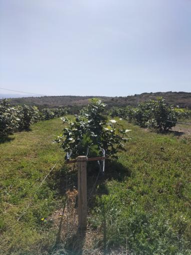 Conservation Agriculture in Bozcaada (Türkiye)