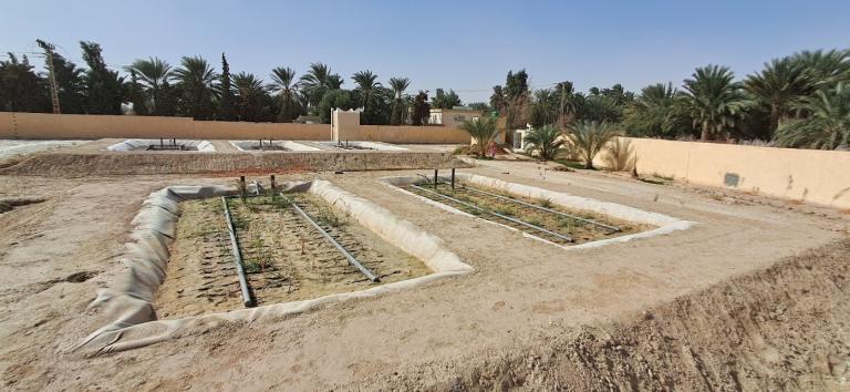 Constructed Wetland in Touggourt (Algeria)