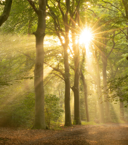 sunlight creeping through trees
