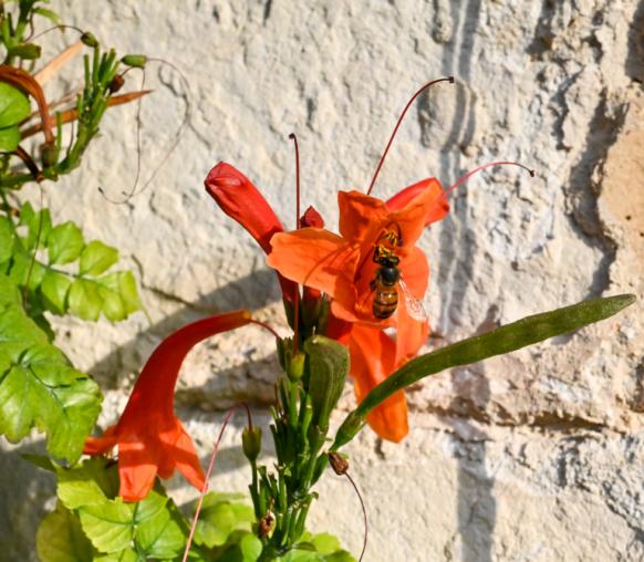 Plants outside the Stella Maris Colelge, Gzira Malta