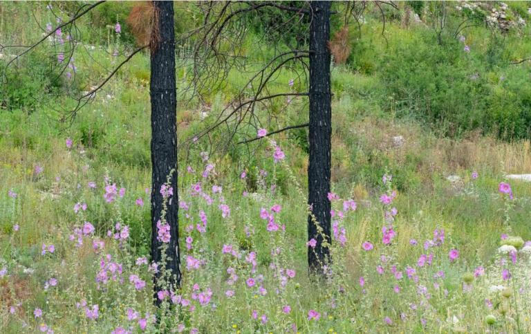 Forest ecosystem after forest fire