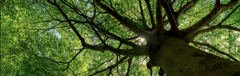 tree connecting to the sky 