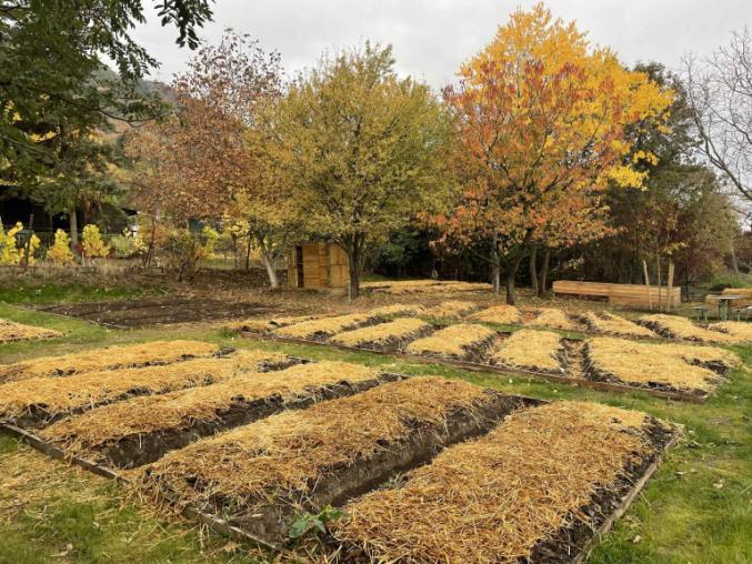 Az óbudai Csúcshegyi Közösségi Városi Farm őszi látképe. Szalmával takart termesztőágyások, gyümölcsfák és közösségi művelésű terület látható, amely a természetalapú földhasználat és a helyi élelmiszer-termelés példája városi környezetben.