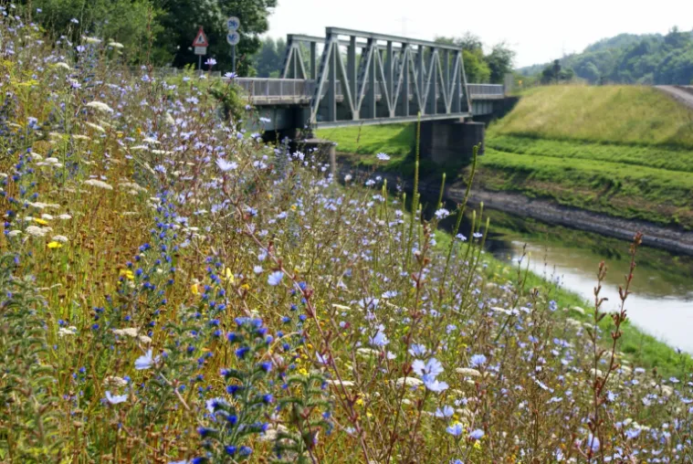 Wildflowers on the banks of the Emscher River in Germany