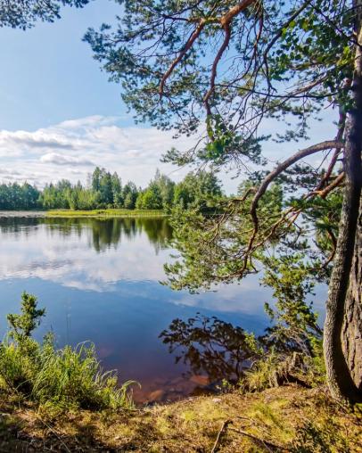 Pine tree by a lake on a sunny day