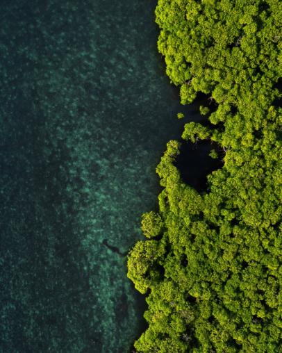 Water coast and forest