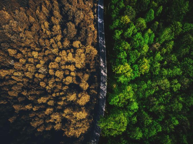 half-autumn-half-summer-forest