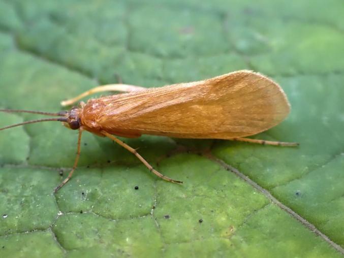 Asterix caddisfly